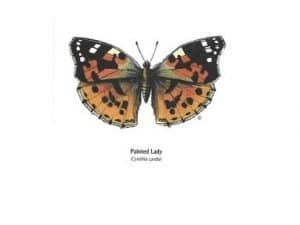 Cell-Volition-Theory-Image-3-300x225