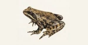 Cell-Volition-Theory-Image-1-300x154