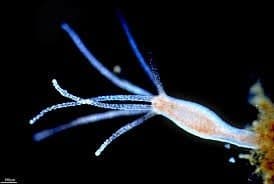 Cell-Volition-Theory-Image-2