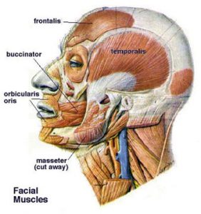 Facial Muscles Diagram